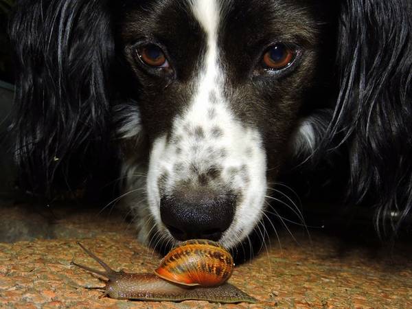 dog watching snail