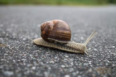 slow snail